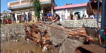 Pohon Mahoni Raksasa Rusak Jembatan di Ciomas Bogor, Petugas Lakukan Evakuasi