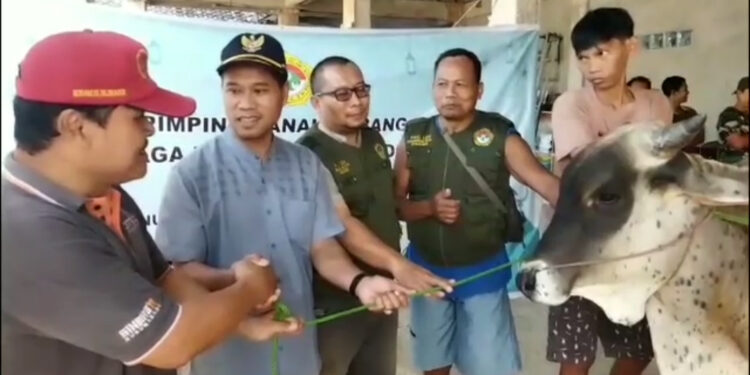 PAC LDII Gunung Putri Salurkan 16 Sapi dan 55 Kambing Kurban