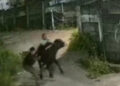 Sapi Kurban Ngamuk Tercebur Kali di Gunung Putri, Warga Panik