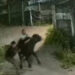 Sapi Kurban Ngamuk Tercebur Kali di Gunung Putri, Warga Panik