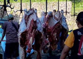 Kurban di Kota Bogor Meningkat pada Idul Adha 1447 H