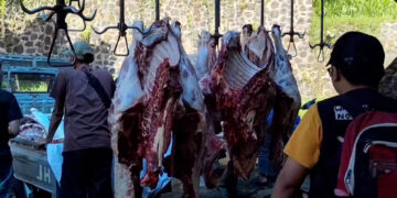 Kurban di Kota Bogor Meningkat pada Idul Adha 1447 H