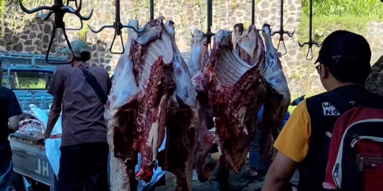 Kurban di Kota Bogor Meningkat pada Idul Adha 1447 H