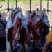 Kurban di Kota Bogor Meningkat pada Idul Adha 1447 H