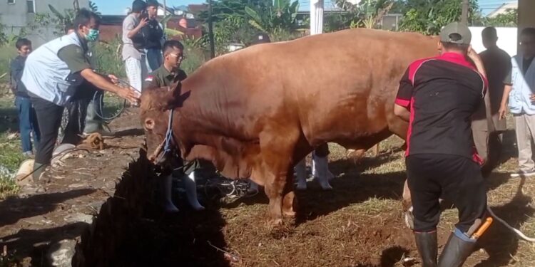 Bupati Bogor Serahkan Sapi Kurban Bantuan Presiden Prabowo