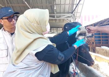 Tim Pengawas Temukan Hewan Kurban Sakit di Sejumlah Lapak di Kabupaten Serang