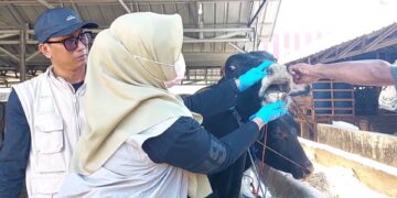 Tim Pengawas Temukan Hewan Kurban Sakit di Sejumlah Lapak di Kabupaten Serang