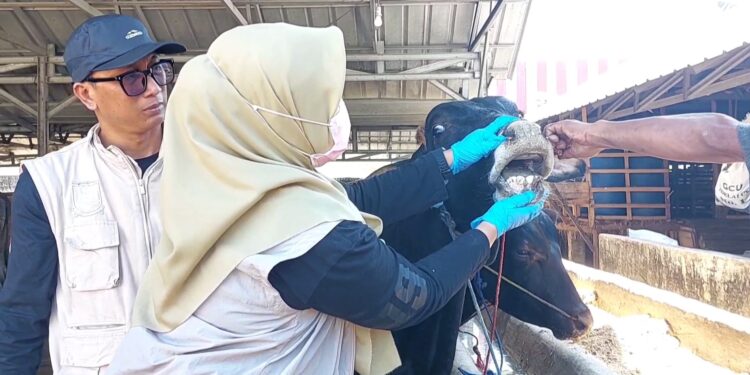 Tim Pengawas Temukan Hewan Kurban Sakit di Sejumlah Lapak di Kabupaten Serang