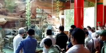 Baby Giant Panda Rio Tampil Perdana di Taman Safari Bogor