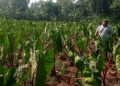 Kemarau Keringkan Lahan Talas Di Kemang, Petani Terancam Gagal Panen