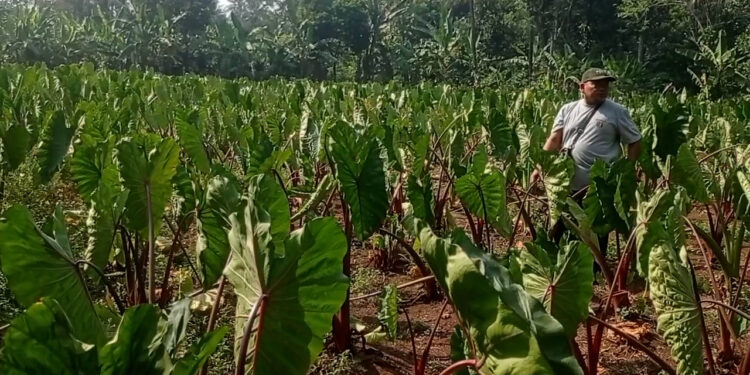 Kemarau Keringkan Lahan Talas Di Kemang, Petani Terancam Gagal Panen