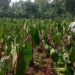 Kemarau Keringkan Lahan Talas Di Kemang, Petani Terancam Gagal Panen
