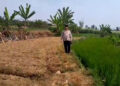 Kemarau Picu Kekeringan di Tiga Desa, Ratusan Hektare Sawah Terancam Gagal Panen