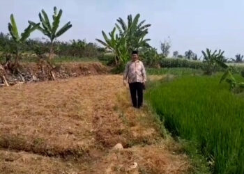 Kemarau Picu Kekeringan di Tiga Desa, Ratusan Hektare Sawah Terancam Gagal Panen