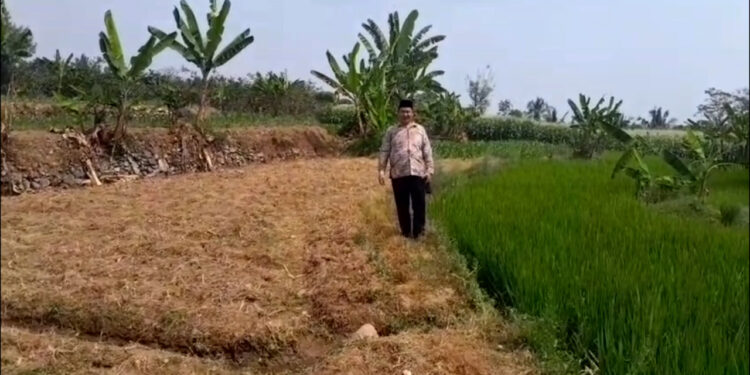 Kemarau Picu Kekeringan di Tiga Desa, Ratusan Hektare Sawah Terancam Gagal Panen