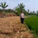 Kemarau Picu Kekeringan di Tiga Desa, Ratusan Hektare Sawah Terancam Gagal Panen