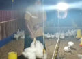 BUMDes Citra Wangi Dramaga Panen 8 Ribu Ayam Pedaging