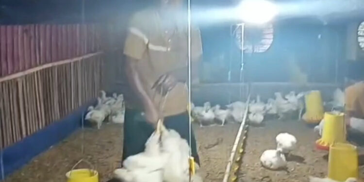 BUMDes Citra Wangi Dramaga Panen 8 Ribu Ayam Pedaging