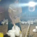 BUMDes Citra Wangi Dramaga Panen 8 Ribu Ayam Pedaging