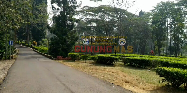 Agrowisata Gunung Mas Dipadati Wisatawan Saat Libur Panjang Sekolah