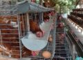BUMDes Berkarya Kembangkan Ketahanan Pangan Ayam Petelur