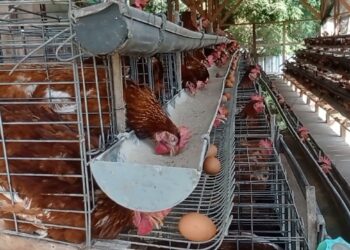 BUMDes Berkarya Kembangkan Ketahanan Pangan Ayam Petelur