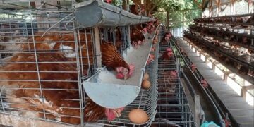 BUMDes Berkarya Kembangkan Ketahanan Pangan Ayam Petelur