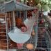 BUMDes Berkarya Kembangkan Ketahanan Pangan Ayam Petelur