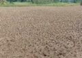 Kemarau Panjang, Hektaran Sawah Retak Dan Warga Berebut Air Bersih