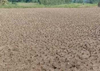 Kemarau Panjang, Hektaran Sawah Retak Dan Warga Berebut Air Bersih