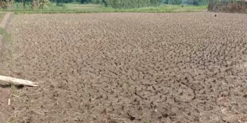 Kemarau Panjang, Hektaran Sawah Retak Dan Warga Berebut Air Bersih