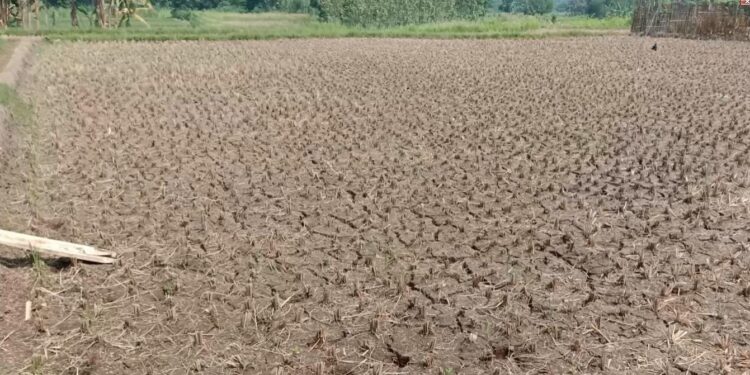Kemarau Panjang, Hektaran Sawah Retak Dan Warga Berebut Air Bersih