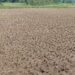 Kemarau Panjang, Hektaran Sawah Retak Dan Warga Berebut Air Bersih