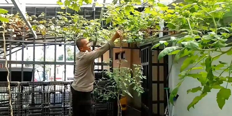 Kapolsek Caringin Sulap Pekarangan Mako Jadi Lahan Ketahanan Pangan
