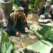 Sedekah Bumi Warga Karanggan Lestarikan Ritual Adat