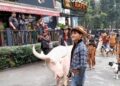 Parade Satwa Meriahkan HUT KE-81 RI Di Taman Safari Indonesia, Jadi Hiburan Sekaligus Edukasi Bagi Pengunjung