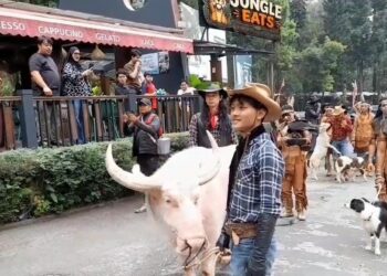 Parade Satwa Meriahkan HUT KE-81 RI Di Taman Safari Indonesia, Jadi Hiburan Sekaligus Edukasi Bagi Pengunjung