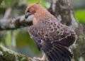 Elang Jawa Di Taman Safari Diberi Nama Garuda, Dibesarkan Alami Oleh Induknya