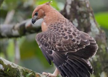 Elang Jawa Di Taman Safari Diberi Nama Garuda, Dibesarkan Alami Oleh Induknya