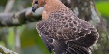 Elang Jawa Di Taman Safari Diberi Nama Garuda, Dibesarkan Alami Oleh Induknya