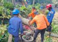 Pohon Tumbang Timpa Motor dan Kabel Listrik di Villa Duta, Empat Orang Luka