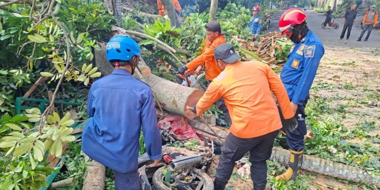 Pohon Tumbang Timpa Motor dan Kabel Listrik di Villa Duta, Empat Orang Luka