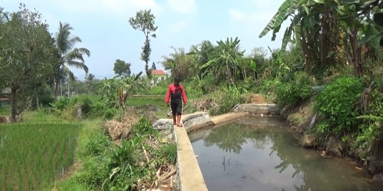 Bendungan Cibereum Hilir Kembali Berfungsi, 22 Hektare Sawah Terselamatkan dari Kekeringan
