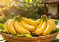 Manfaat Buah Pisang Penuhi Kebutuhan Kesehatan Keluarga