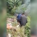 Bakar Kabel Di TPAS Galuga, Seorang Pemulung Diamankan Petugas