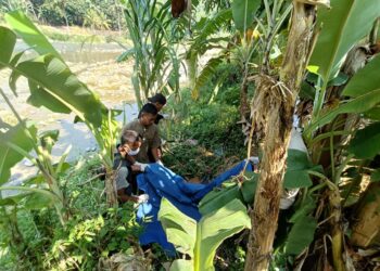 Mayat Perempuan Tanpa Identitas Ditemukan di Bawah Pohon Pisang di Cisolok Sukabumi