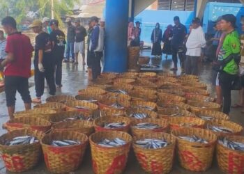 Ikan Lisong Kembali Melimpah Di Palabuhanratu, Harga Turun Jadi Rp15-20 Ribu per Kilogram