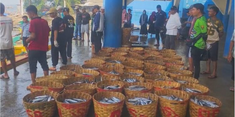Ikan Lisong Kembali Melimpah Di Palabuhanratu, Harga Turun Jadi Rp15-20 Ribu per Kilogram