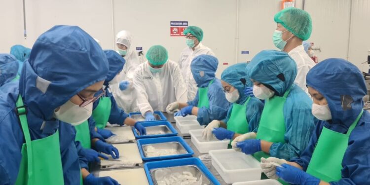 Cumi dan Sotong dari Caringin Tembus Jepang, Produk Perikanan Bogor Kian Mendunia