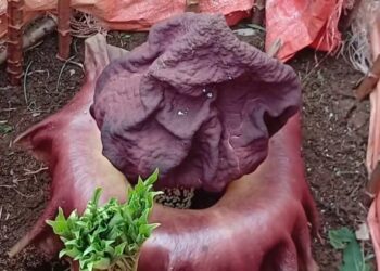 Viral, Warga Sinarsari: Dikira Mainan Ular, Ternyata Bunga Bangkai Yang Langka